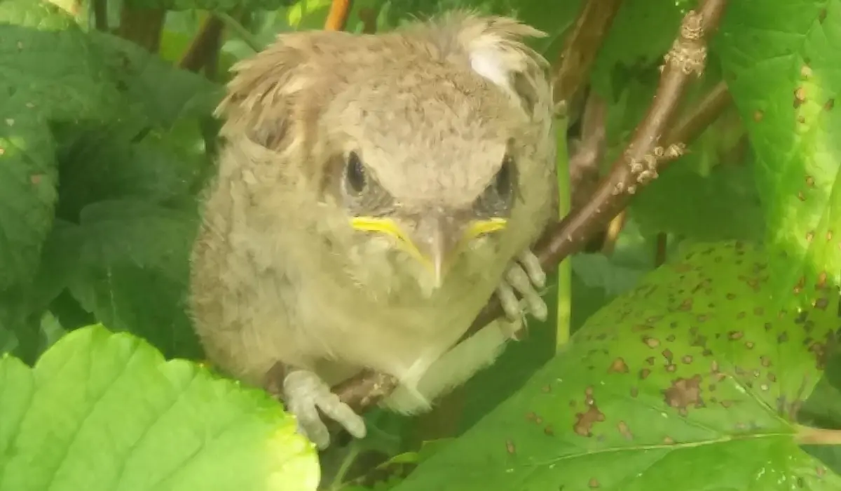 Brūnās čakstes mazulis paslēpies upeņu krūmā